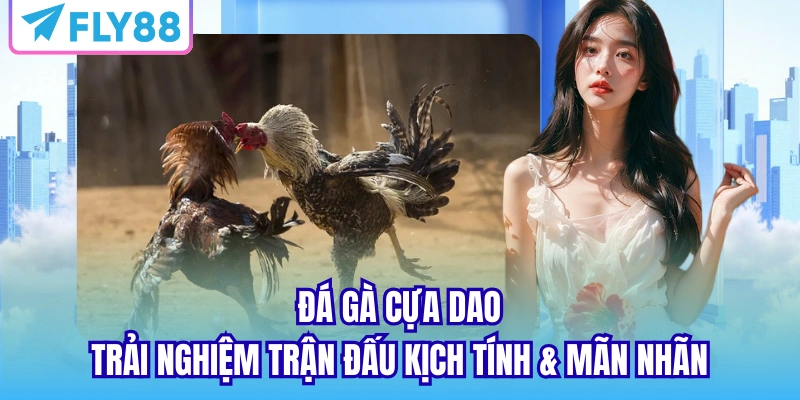 đá gà cựa dao